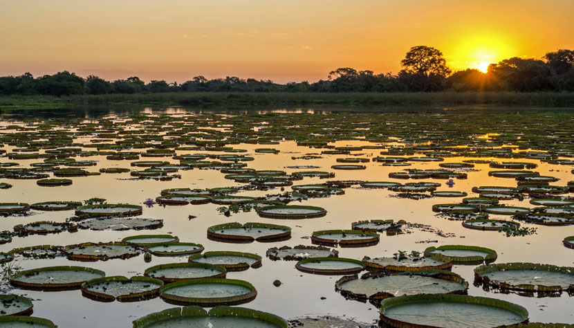 Belezas-Naturais-do-Pantanal.-Foto-CVC-Divulgação-Pantanal-Sergipano-razões-para-amar-sergipe