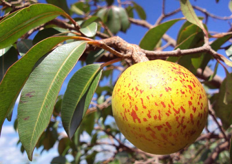 mangaba-razões-para-amar-sergipe